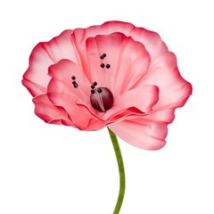 Artificial Corn Poppy Flower For Wedding Decoration Party Banquet Background