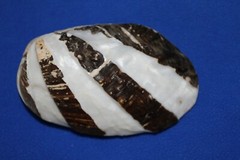 FROG CLAM PAIRS,seashells,beach decor,collectibles, display,all occasion SS-57
