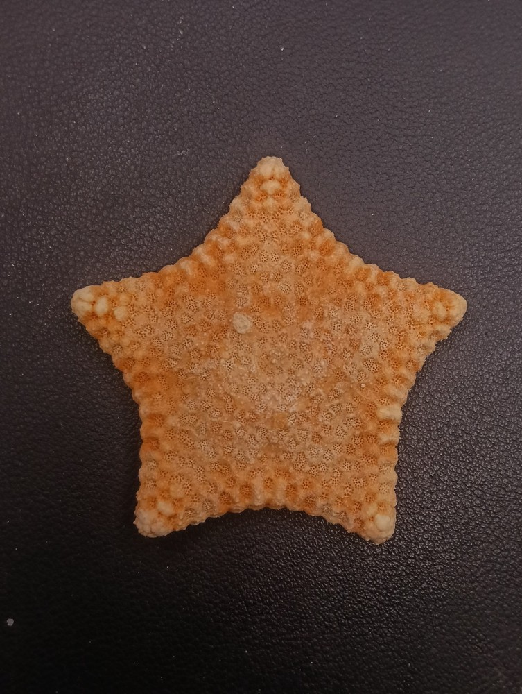 Culcita novaeguineae pillow star fish. 62mm starfish sea shell #17239