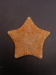 Culcita novaeguineae pillow star fish. 62mm starfish sea shell #17239