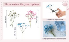 100 Pcs Dried Babys Breath Flowers Bulk Babys Breath Real Pred