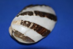 FROG CLAM PAIRS,seashells,beach decor,collectibles, display,all occasion SS-57