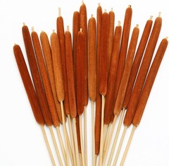 Natural Dried Cattail Flowers, 20 PCS Assorted Cattails for DIY Rustic