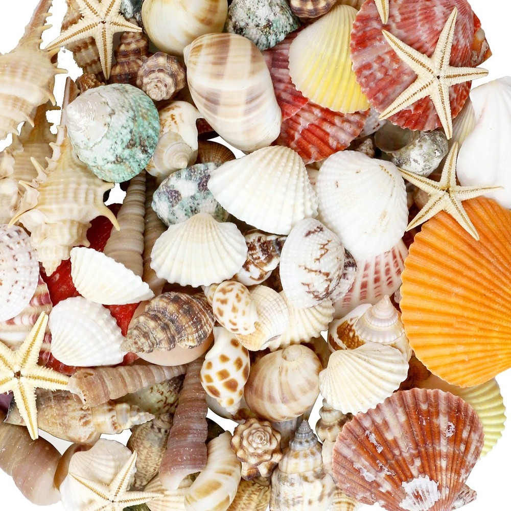 Mixed Sea Shells, 100+ Pcs Beach Seashells Starfish, Various Sizes Ocean Seas…