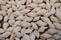 NASSARIUS RECTICULATA, Wedding Supply, Upscale Beach Wedding Accents SS-500