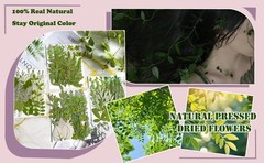 100 Pcs Dried Pred Flowers Leaves for Resin s, Real Natural Bulk