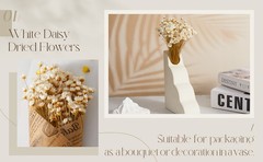 200 Pcs Natural Dry Flowers White Mini Dried Star Daisy Floral