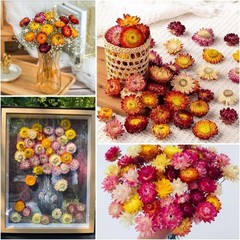 30Pcs Natural Dried Daisy Flowers Stems – Real Natural Dried Flowers