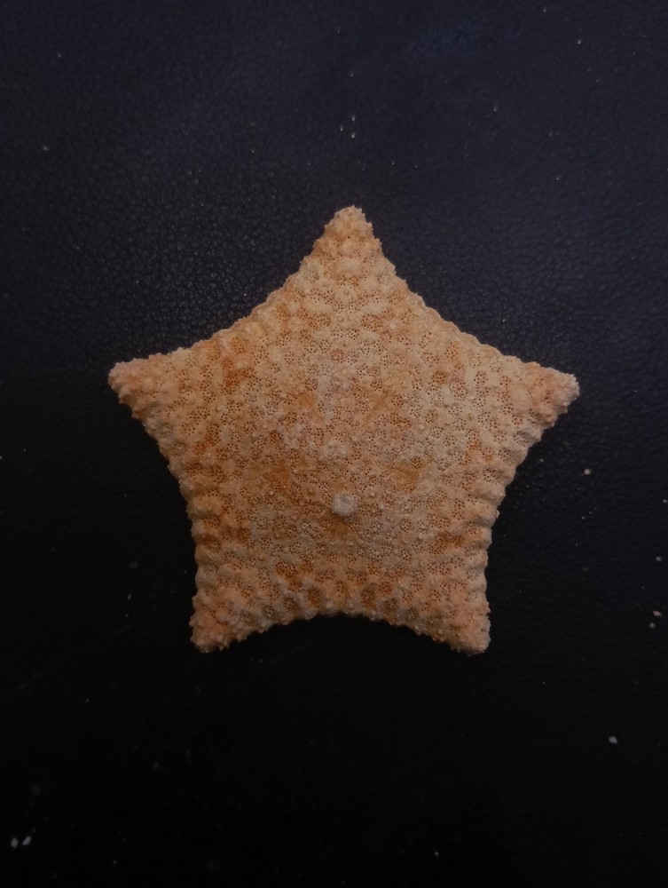 Culcita novaeguineae pillow star fish. 59mm starfish sea shell #17242