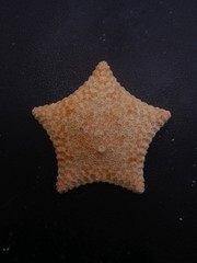 Culcita novaeguineae pillow star fish. 59mm starfish sea shell #17242