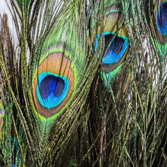 1Pc Green New Peacock Feather Tail Family Room Wedding Living Room Party Give Gi