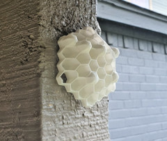 Outdoor Wedding Reception Chemical Free Wasp Nest Decoy Hornet Deterrent 25 Pack