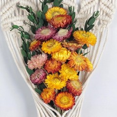 24 Pcs Natural Dried St Flowers Daisy, Oran Dried Flowers