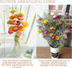 24 Pcs Natural Dried St Flowers Daisy, Oran Dried Flowers