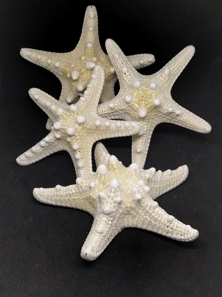 4 X LARGE white thorny starfish. 4-5″. Seashell beach home wedding art craft
