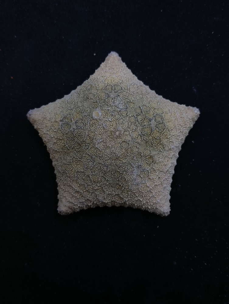 Culcita novaeguineae pillow star fish. 69mm starfish sea shell #15153