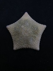 Culcita novaeguineae pillow star fish. 69mm starfish sea shell #15153