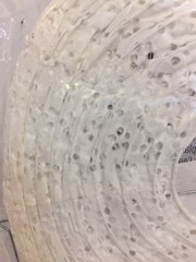 Tropical Style Darice 1 Piece Paper Lace Look Lantern 12″ White