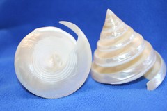 TECTUS PYRAMIS, Spiral Cut Seashells, White Wedding Seashells, Keepsakes CS-84