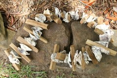 DIY Natural Beach Wedding Decor Driftwood Oyster Shells Garland, 33″+ G-83