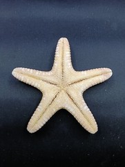Preserved jungle starfish. 4.1″ Sea shells Beach home decor. #12623