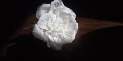 30 x Large Crepe Roses Roses with Wire; 12cm Wedding Party DECORATION ELITETNO
