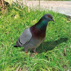 Note Outdoor Space Package Content Outdoor Package Content Garden Pigeon
