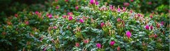 8 oz/226 g-Dried Rose Petals & Dried Rose Buds – Natural & Edible Grade |