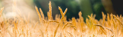 17.7 Inches Dried Wheat Stalks, 100 Stems Dried Flowers Natural