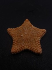 Culcita novaeguineae pillow star fish. 56mm starfish sea shell #17243