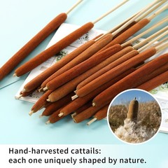 Natural Dried Cattail Flowers, 20 PCS Assorted Cattails for DIY Rustic