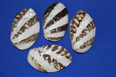 FROG CLAM PAIRS,seashells,beach decor,collectibles, display,all occasion SS-57