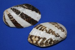 FROG CLAM PAIRS,seashells,beach decor,collectibles, display,all occasion SS-57