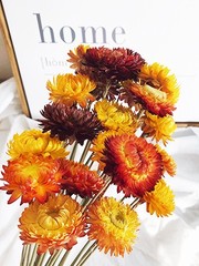 Dried Flowers Bouquet Natural Daisy – 40 PCS Multicolor Daisies Dried