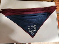 Engagement Pet Signs Wedding Decorations