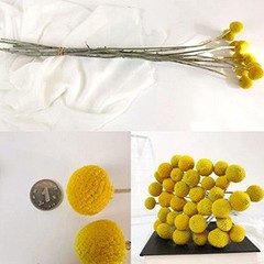 Toot 30Pcs Natural Craspedia Dried Flowers Yellow Billy Buttons Balls