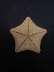 Culcita novaeguineae pillow star fish. 59mm starfish sea shell #17242