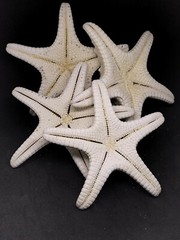 4 X LARGE white thorny starfish. 4-5″. Seashell beach home wedding art craft