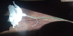 30 x Large Crepe Roses Roses with Wire; 12cm Wedding Party DECORATION ELITETNO
