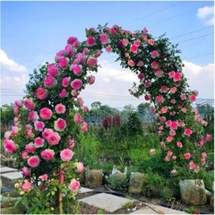 Metal Garden Arbor Arches Trellis for Wedding Party Rose Climbing Plant Outdoor