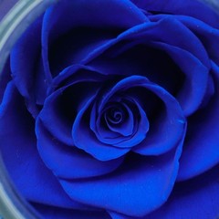 Preserved Real Roses with Colorful Mood Light Wishing Bottle, Eternal Roseᦁ