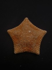 Culcita novaeguineae pillow star fish. 73mm starfish sea shell #17240