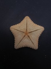 Culcita novaeguineae pillow star fish. 57mm starfish sea shell #17241