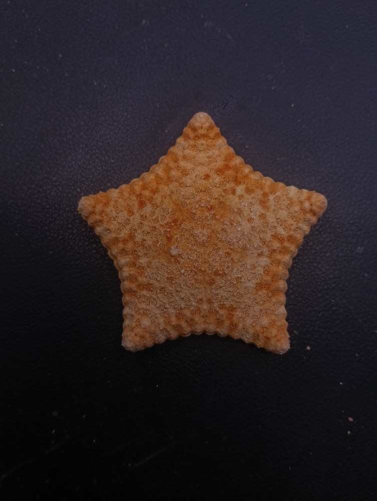 Culcita novaeguineae pillow star fish. 57mm starfish sea shell #17241