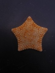 Culcita novaeguineae pillow star fish. 57mm starfish sea shell #17241