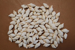 NASSARIUS RECTICULATA, White Wedding Supply, Coastal Wedding, Seashells, SS-500