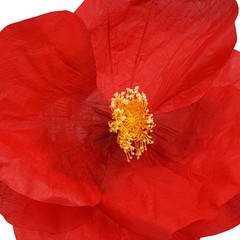 3 Pack Large Burgundy Artificial Corn Poppy Flowers, Freestanding Floral Decor