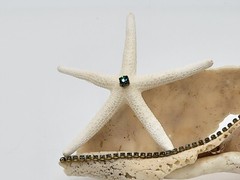 Decorated Exotic Seashell Glamorous Beach Decor Great Gift Beach Wedding