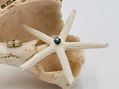 Decorated Exotic Seashell Glamorous Beach Decor Great Gift Beach Wedding