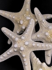 4 X LARGE white thorny starfish. 4-5″. Seashell beach home wedding art craft